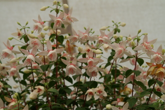 PICT0731