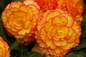 PICT0747