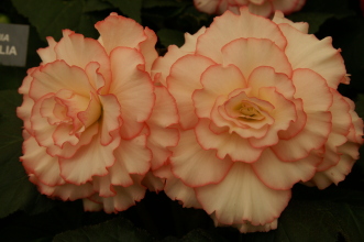PICT0752