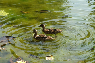 pict0090
