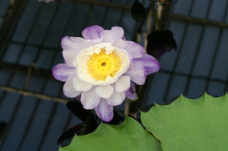 pict0292
