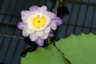 pict0293