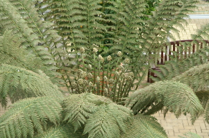 PICT2676