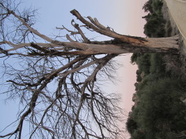 X_IMG_1581