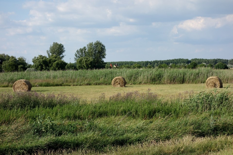 DSC00617