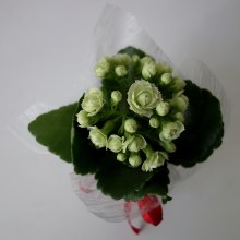 DSC00699