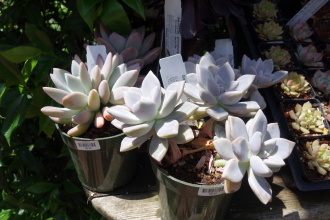 DSC04856