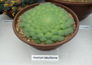 DSC06686