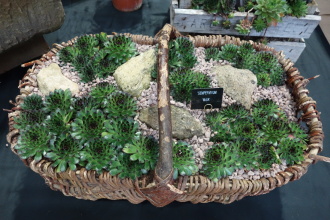 DSC07211